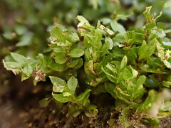 Mnium stellare