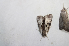 Catocala andromedae
