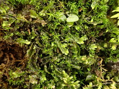 Pedinophyllum interruptum