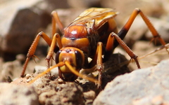 Hymenoptera