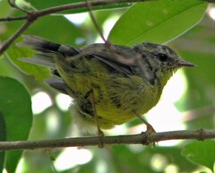 Basileuterus culicivorus