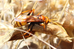 Hymenoptera