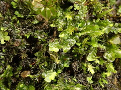 Pedinophyllum interruptum