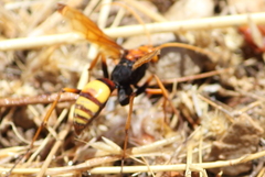 Hymenoptera