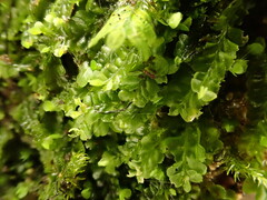 Pedinophyllum interruptum