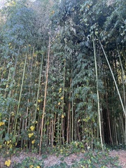 Phyllostachys aurea