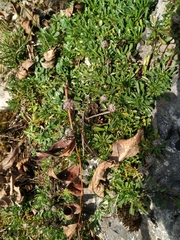 Globularia cordifolia