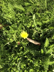 Pilosella officinarum