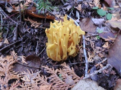 Clavulinopsis corniculata
