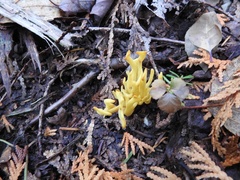 Clavulinopsis corniculata