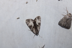 Catocala andromedae
