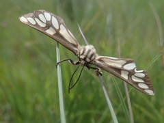Thyretes hippotes