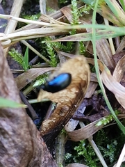 Plagiodera versicolora