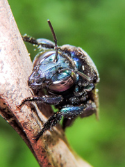 Eufriesea mexicana
