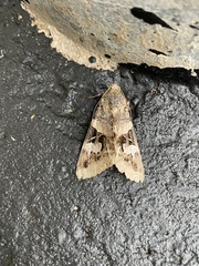 Melipotis perpendicularis