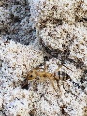Camponotus zonatus