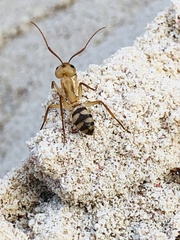 Camponotus zonatus
