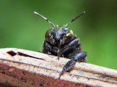 Eufriesea mexicana