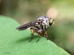 Ommatiini