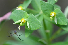 Euphorbia kraussiana