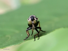 Ommatiini