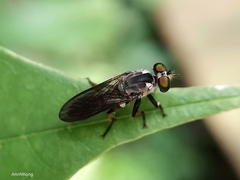 Ommatiini