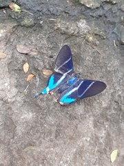 Rhetus arcius
