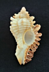 Chicoreus florifer