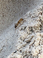 Camponotus zonatus