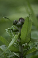 Cirsium helenioides