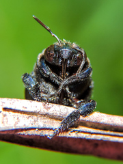 Eufriesea mexicana