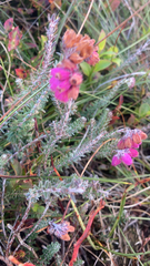 Erica tetralix