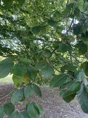 Fagus