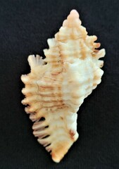 Chicoreus florifer