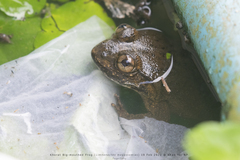 Limnonectes megastomias