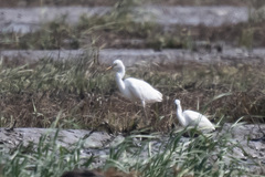 Egretta eulophotes