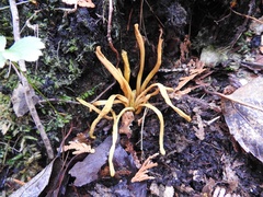 Clavariaceae