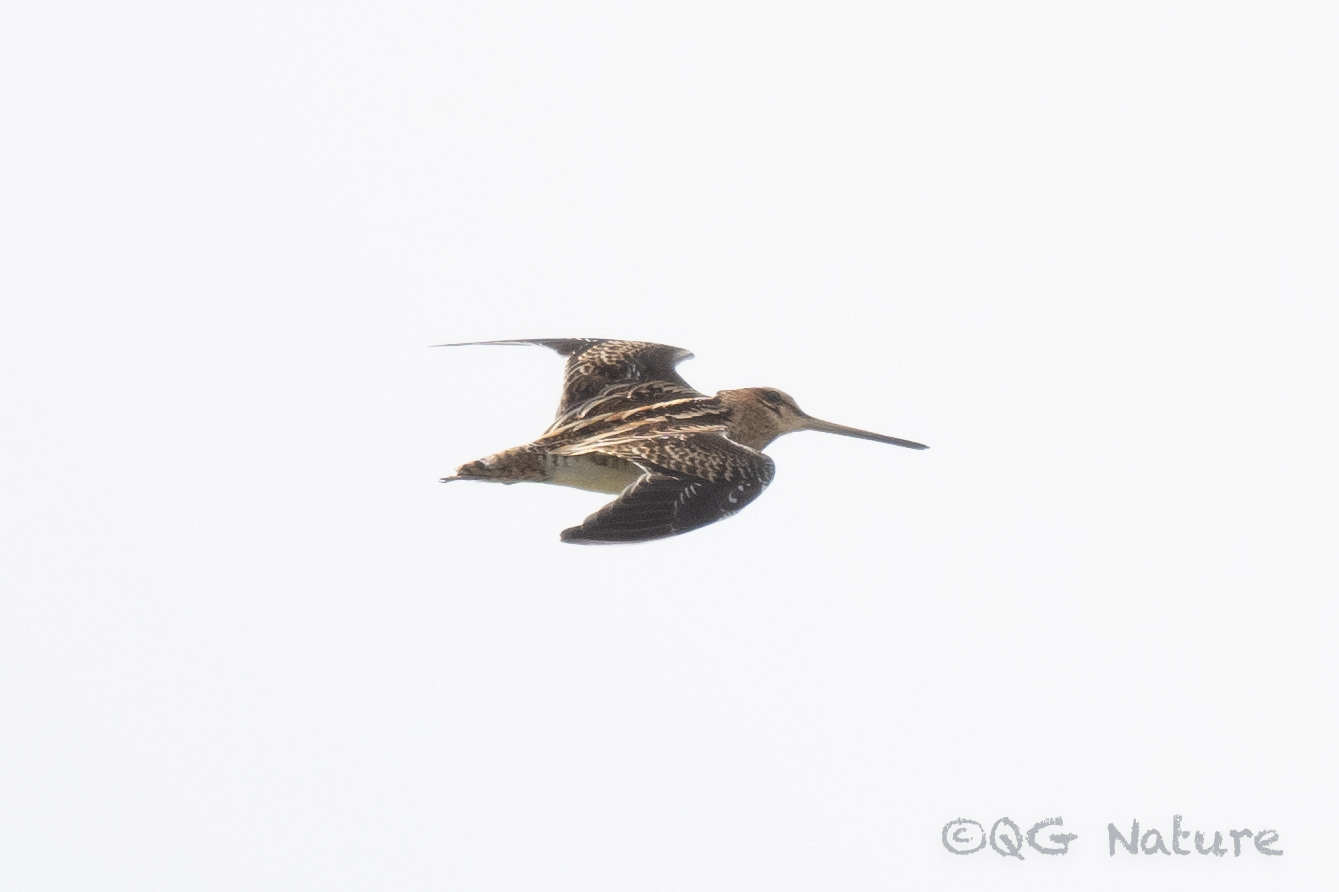 Common Snipe