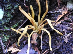 Clavariaceae