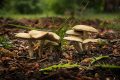 Agrocybe praecox