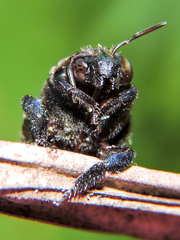 Eufriesea mexicana