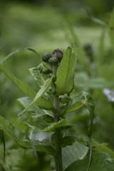 Cirsium helenioides