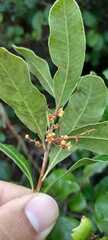 Lithraea brasiliensis