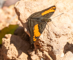 Adelpha mesentina