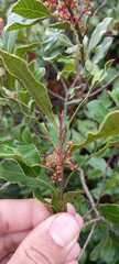 Lithraea brasiliensis