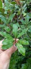 Lithraea brasiliensis