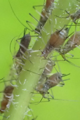 Macrosiphum