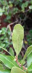 Lithraea brasiliensis