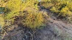 Parkinsonia