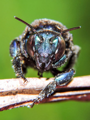 Eufriesea mexicana